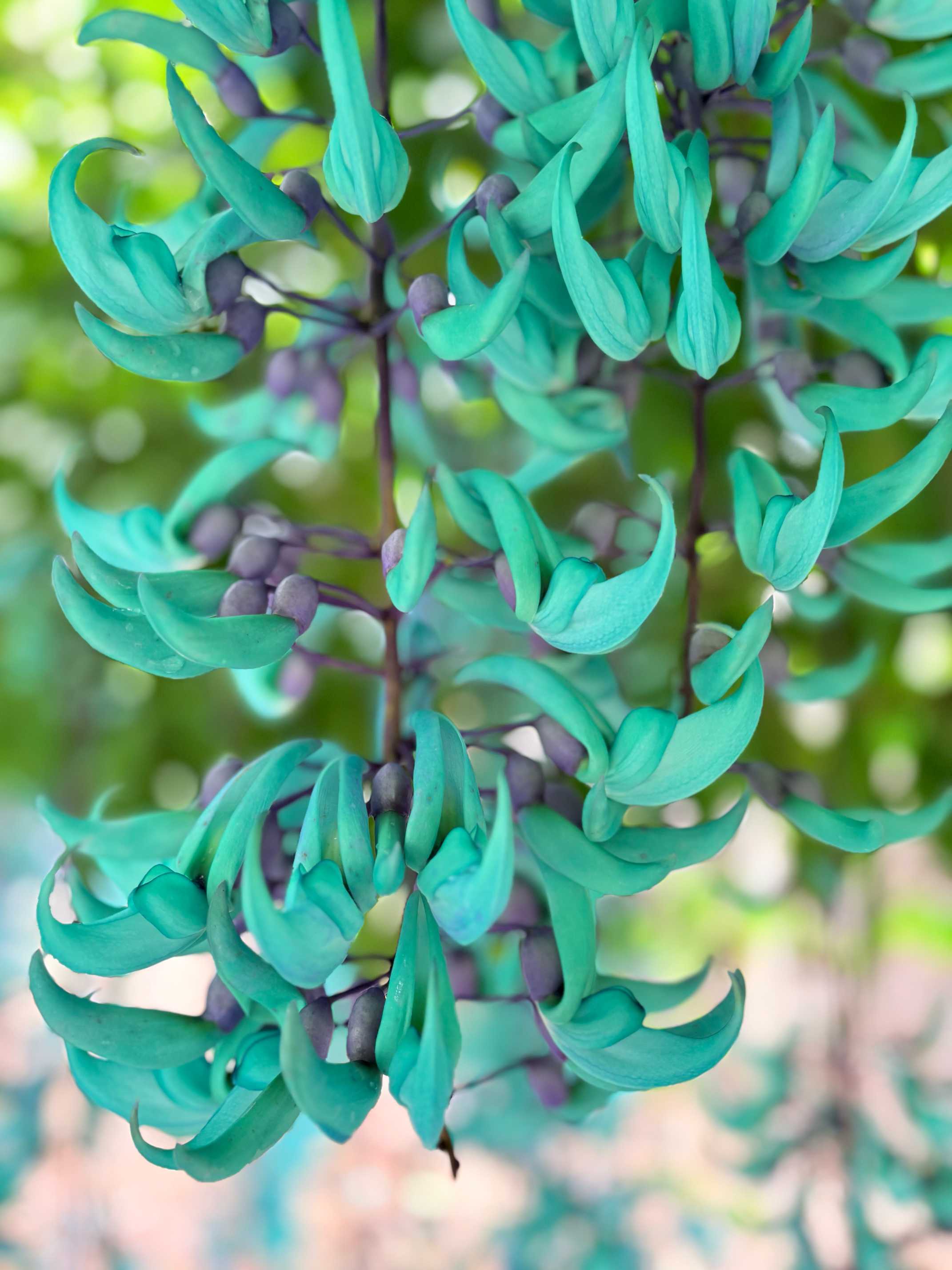 【限定品】 神秘の花 ヒスイカズラ🩵｜🍀GreenSnap（グリーンスナップ） その他観葉植物