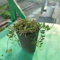 三日月ネックレスの画像