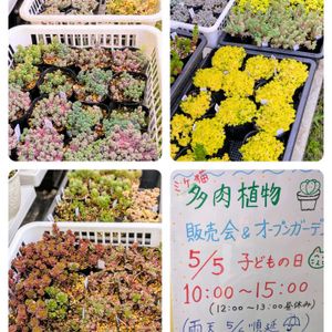 セダム,「多肉植物販売会」,多肉植物,多肉中毒,多肉植物販売会の画像