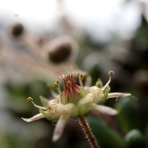 モナンテス ムラリス,モナンテス ムラリス,多肉植物,いつもありがとう♡,花が咲いたの画像