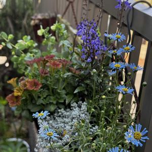 ペチュニア,キングフィッシャー デージー,寄せ植え,サビサビ,可愛いの画像