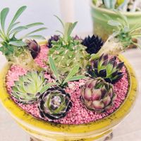 ユーフォルビア・峨眉山,多肉植物寄せ植えの画像
