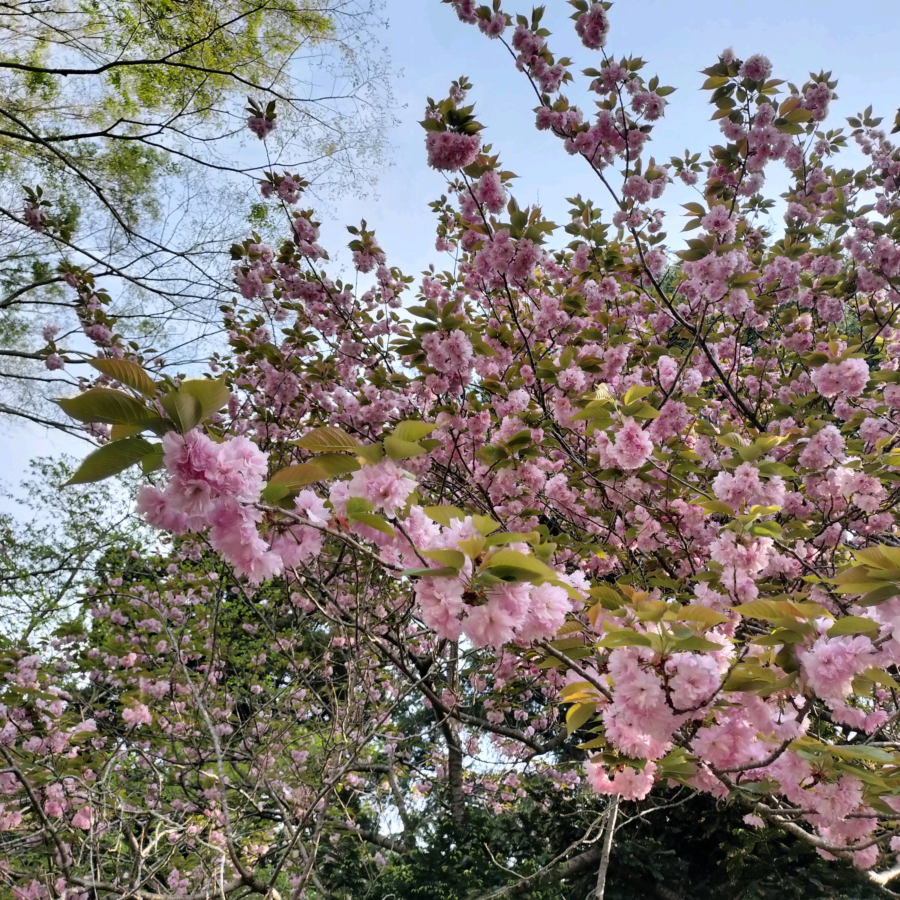 佐倉歴博〜城址公園散歩｜🍀GreenSnap（グリーンスナップ）