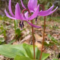 カタクリの画像