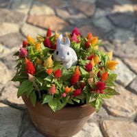 ケイトウ,鉢植えの画像