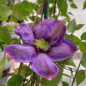 クレマチス,開花,紫の花,うれしい！,春のお花の画像