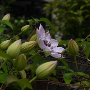 クレマチス,パーゴラ,地植え,花壇,開花の画像