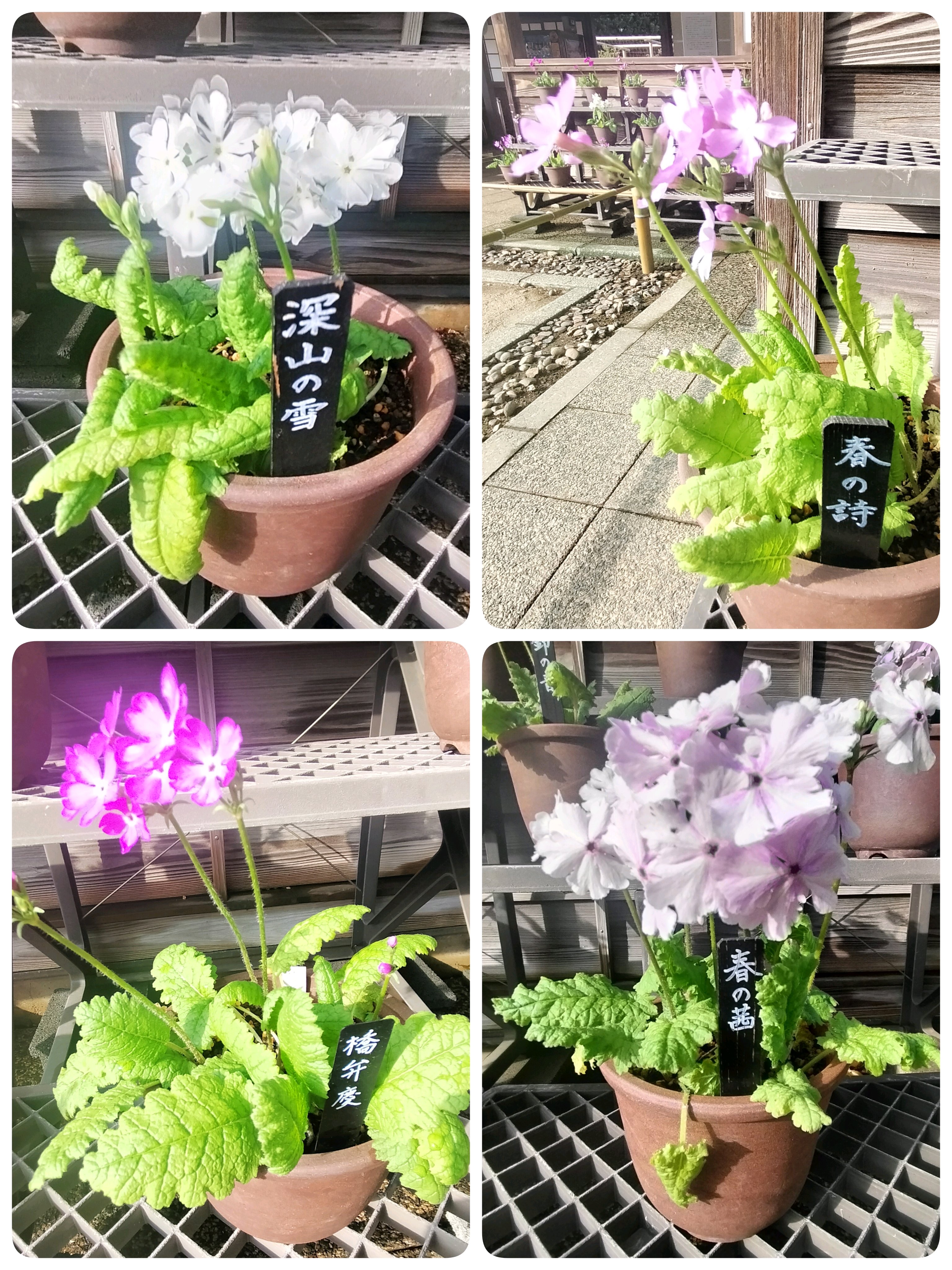 佐倉歴博〜城址公園散歩｜🍀GreenSnap（グリーンスナップ）