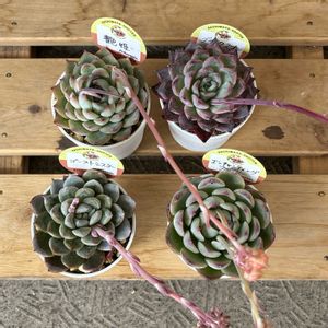 エケベリア,多肉植物の鉢替え,多肉植物,多肉中毒,ベランダ多肉の画像