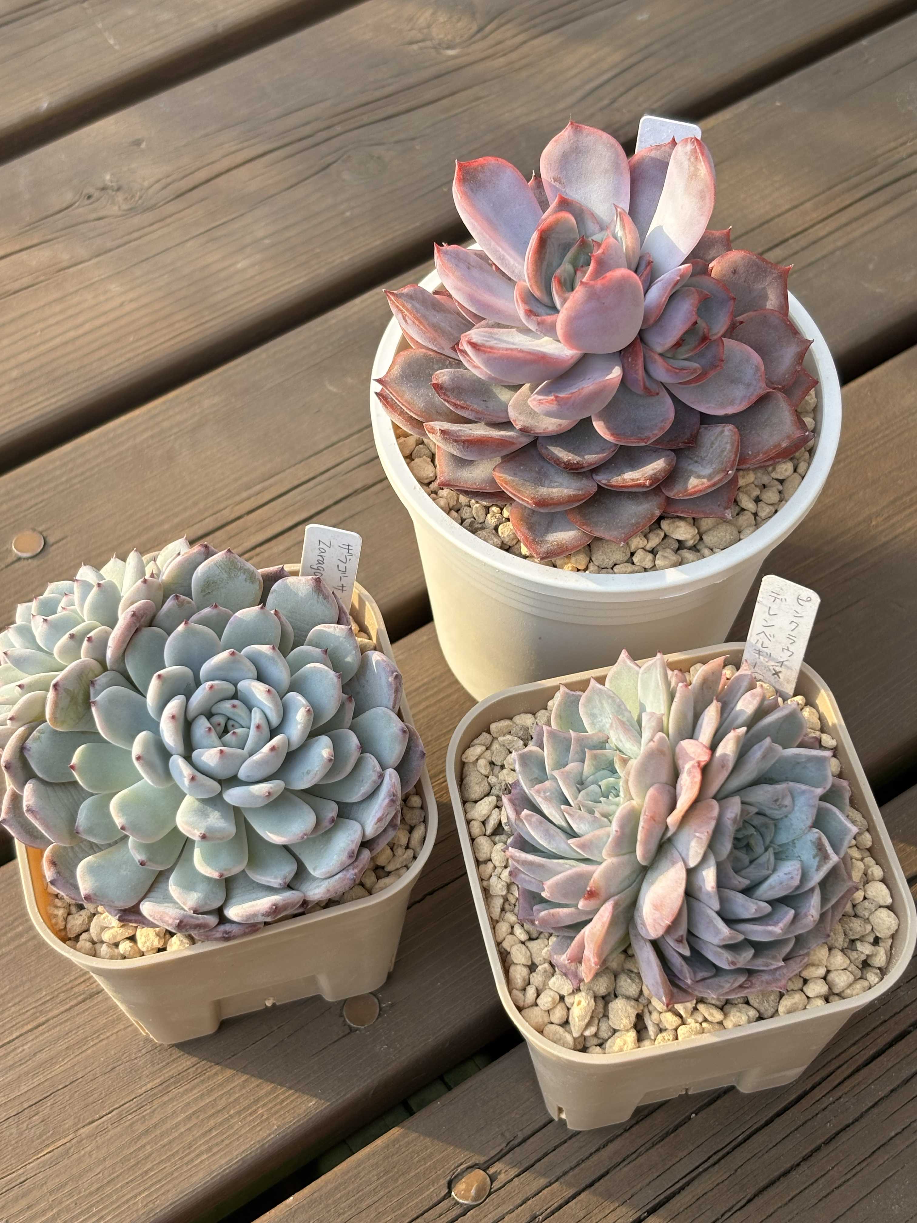 選抜苗✨多肉アンさん✨桜蓮❤️札付き✨ 選抜苗✨多肉アンさん✨桜蓮❤️札付き✨