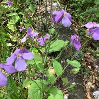 ムラサキハナナの画像