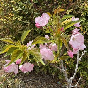 一才桜 旭山,開花,花木,さくら 桜 サクラ,庭の画像