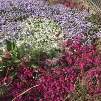 シバザクラ,花のある暮らし,植物のある暮らし,GSのみなさんに感謝♡,げんきになぁれ！の画像