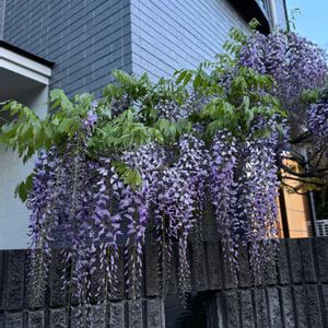 フジ,藤の花,ふじ,藤（ふじ）,いい香りの画像