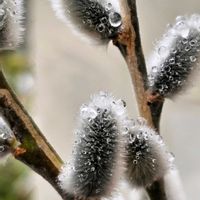 ネコヤナギ,雨粒,雨粒シリーズ☆,0の付く日は雨粒の日,mimozaの雨粒シリーズの画像