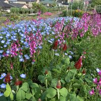 ストロベリーキャンドル,ネモフィラ,リナリア(姫金魚草),植物のある暮らし,私のグリーンガーデンの花々の画像