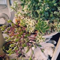 多肉植物いろいろ,多肉植物,多肉植物寄せ植え,多肉棚,お庭の植物の画像