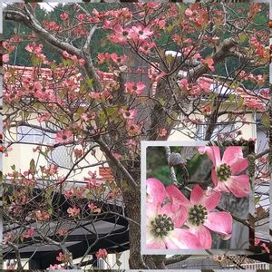 アメリカハナミズキ,シンボルツリー,庭の画像