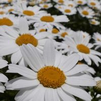 ノースポール,カンシロギク,花のある暮らし,白色の花,花探し散歩の画像