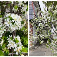 プルーン,プルーンの花,綺麗,曇り☁,iPhone撮影の画像