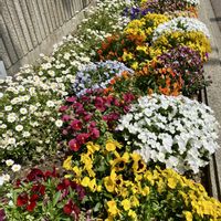 ノースポール,パンジー・ビオラ,花壇,素敵な出会いに感謝,静かな日曜日の画像