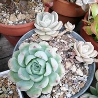ルンヨニー,オリビア,ダイソー謎ベリア,多肉植物,ガーデニングの画像