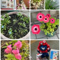 アネモネ,イオノプシジウム,スノーフレーク,金魚草,忘れな草の画像