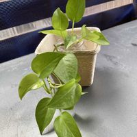 観葉植物,水耕栽培,ポトス♪,今日のお花,ポトス♡ライムの画像