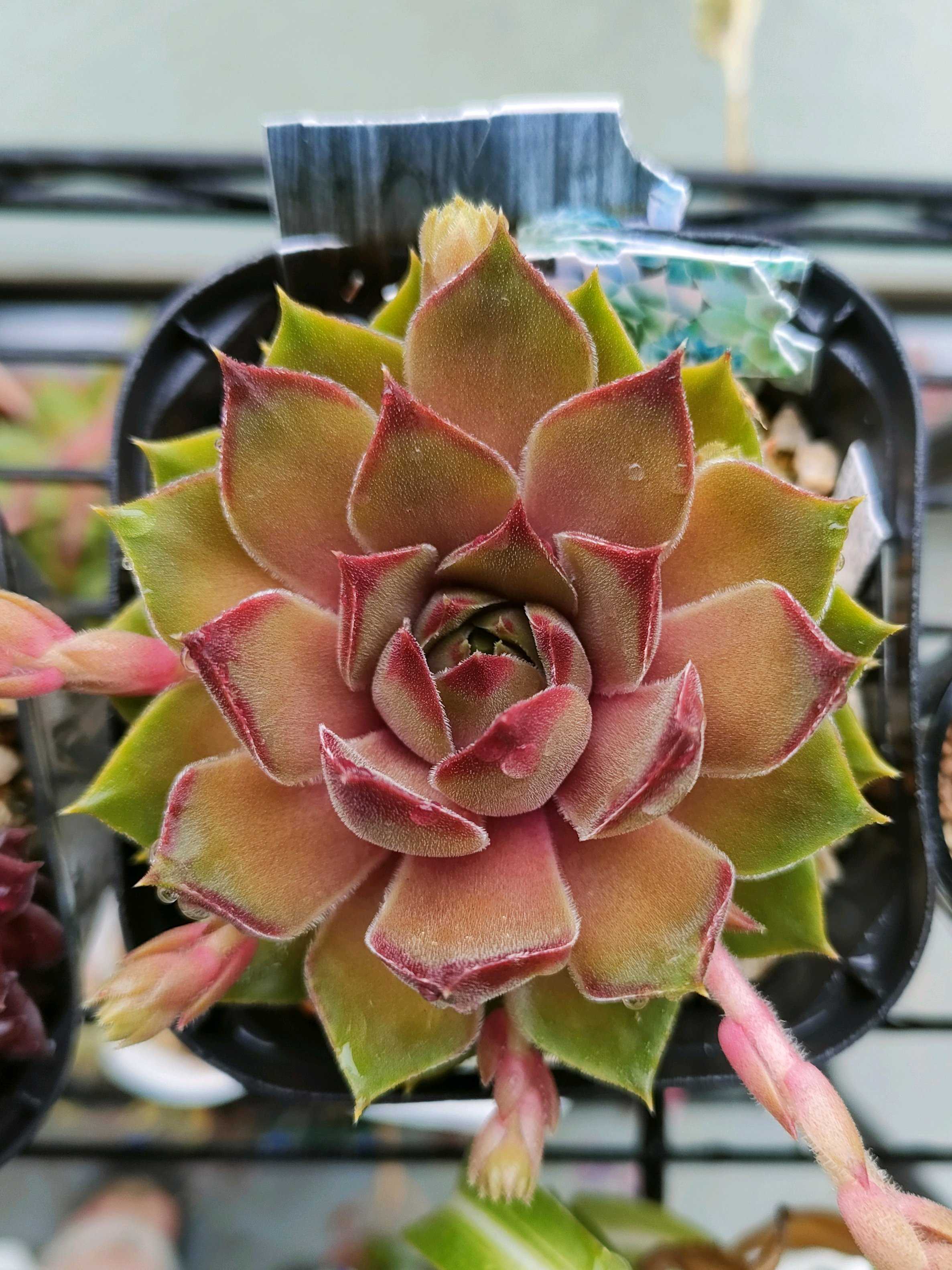 パシフィックナイト☆センペルビウム☆多肉植物 その他素材