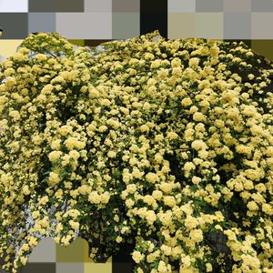 モッコウバラ,黄モッコウバラ,初心者,ほったらかし,はるが来た！の画像