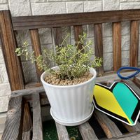 ゴールデンレモンタイムの画像