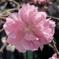 ハナモモ,ハナモモ,ゲンペイハナモモ,ゲンペイハナモモ,公園の画像