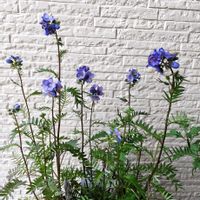 ビバーナム ティヌス,ビバーナム ティヌス,ポレモニウム,ポレモニウム パープルレイン,ポレモニウム（西洋ハナシノブ）の画像