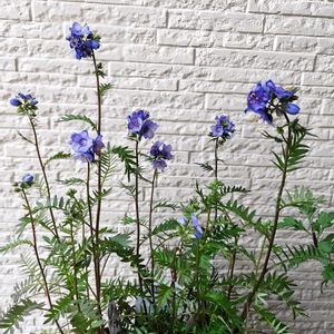 ビバーナム ティヌス,ビバーナム ティヌス,ポレモニウム,ポレモニウム パープルレイン,ポレモニウム（西洋ハナシノブ）の画像