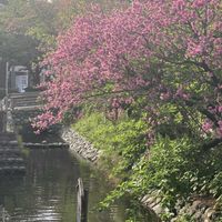 ハナモモの画像