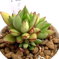 ゴールドレイン,多肉植物,多肉大好き,多肉植物 エケベリア,多肉女子の画像