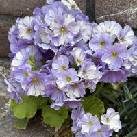 プリムラオブコニカの画像