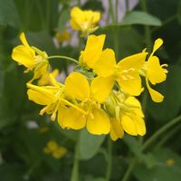 小松菜,ビタミンカラー,種から,無農薬栽培,心に笑顔の花をの画像