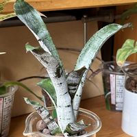 タンク ブロメリア,観葉植物,ハイドロカルチャー,パイナップル科,エクメアの画像