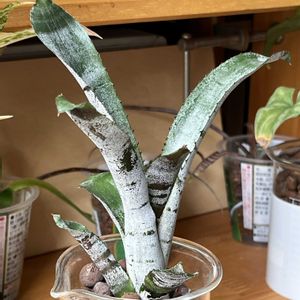 タンク ブロメリア,観葉植物,ハイドロカルチャー,パイナップル科,エクメアの画像