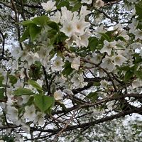 サクラ,モモ,枝垂れ桜,名前を教えて,さくら サクラ 桜の画像