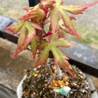 モミジの画像