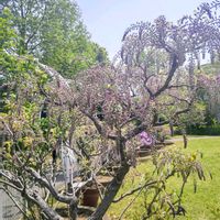 フジ,フジ,ふじ,藤（ふじ）,藤（ふじ）の画像