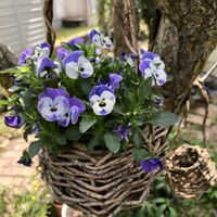 ビオラ,花のある暮らし,手作り雑貨,暮らしを楽しむ,春の訪れの画像