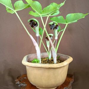 山野草,可愛い〜♡,白花,鉢植え。,癒されての画像