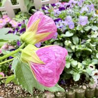 アブチロン,ガーデニング,山野草,花のある暮らし,花が好きの画像
