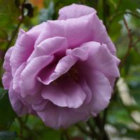 バラ,薔薇,イングリッシュラベンダー,バラ フェルゼン伯爵,バラ、薔薇、ばらの画像