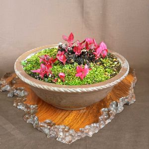 山野草,可愛い〜♡,鉢植え。,癒されて,スマホ撮りの画像
