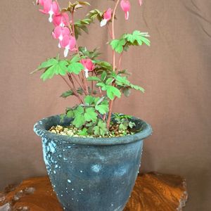 山野草,可愛い〜♡,白花,青紫の花,鉢植え。の画像