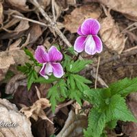 カシワバアジサイ,ギボウシ,柏葉アジサイ,エイザンスミレ,エイザンスミレ（叡山菫）の画像